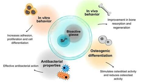 Influence of Strontium on the Biological Behavior of Bioactive Glasses ...