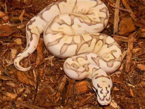 Image result for Lesser Fire Ball Python