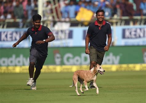 Remember The Dog Who Disrupted Proceedings On Day 1 Of Vizag Test, He ...
