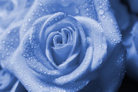 Light Blue Roses Wallpapers - Top Free Light Blue Roses Backgrounds ...