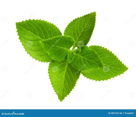 Green Leaves of Indian Borage Mexican Mint, Country Borage, Spanish ...