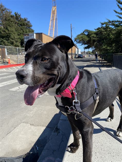 Adoptable Dogs — Friends of Berkeley Animal Care Services (FoBACS)