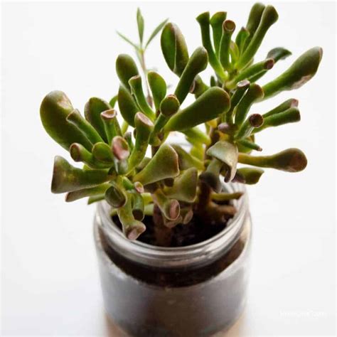 What Are The Different Kinds Of Jade Plants at Susan Mcdaniel blog