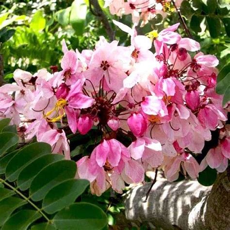 Buy Cassia javanica, Javanica - 0.5 kg Seeds online from Nurserylive at ...