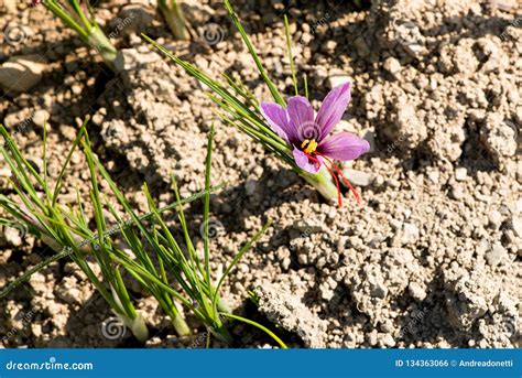 Saffron Flower, Crocus Sativus Growing on Ground Stock Photo - Image of ...