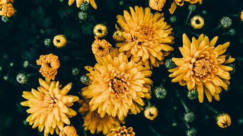 Download wallpaper 1920x1080 chrysanthemums, yellow, flowers, bloom ...