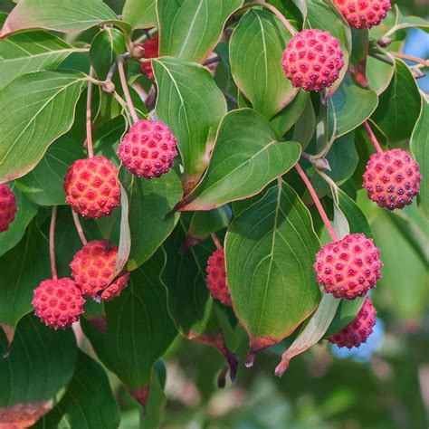 Flowering Dogwood Fruit