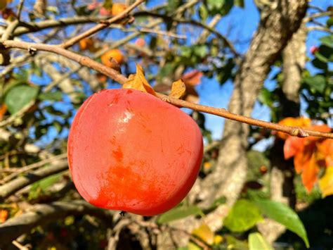 Seasonal Produce To Try In January In Italy - Eating Around Italy