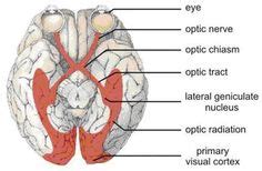 Image result for Processing of Visual Information Pathway