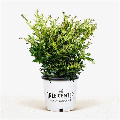Wax Leaf Ligustrum