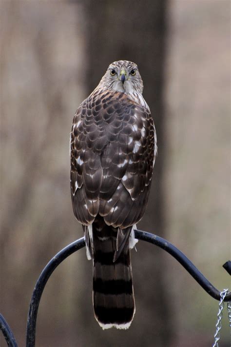 Cooper's Hawk | Audubon Field Guide