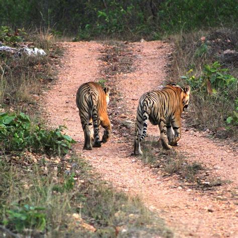 UMRED KARHANDLA WILDLIFE SANCTUARY (2025) All You Need to Know BEFORE ...