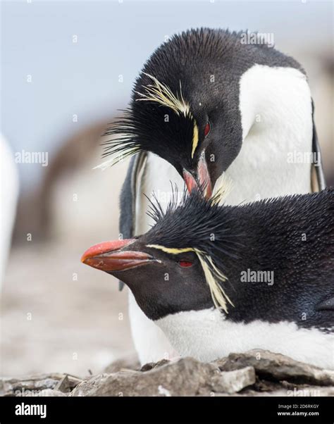 Rockhopper Penguin (Eudyptes chrysocome), subspecies western rockhopper ...