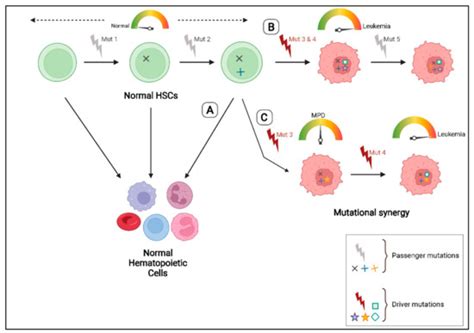 Dissecting the Genetic and Non-Genetic Heterogeneity of Acute Myeloid ...