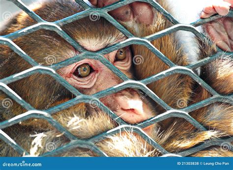Sad monkey in cage stock photo. Image of black, face - 21303838