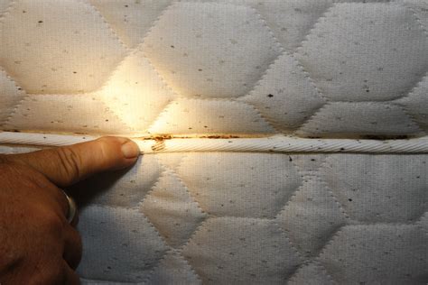 Blood Bed Bugs Mattress