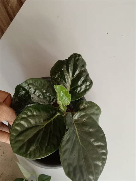 Piper Magnificum: Buy Plant Online In India – Growcerys