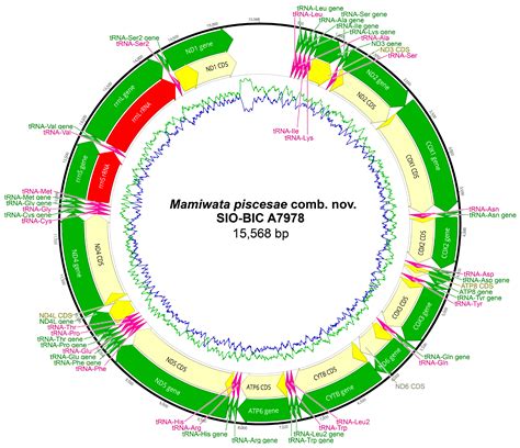 Phylogenetics of Lepidonotopodini (Macellicephalinae, Polynoidae ...