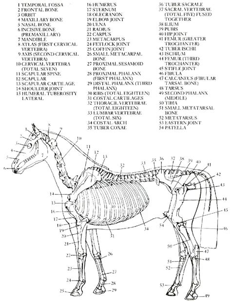 Quia - Class Page - 3rd Term Class 1 Anat 3