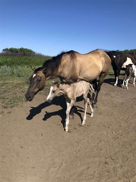 APHA 2025 Grullo Filly