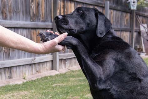 Image result for Labrador Tricks