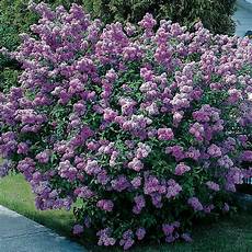 lilac tree cheeky cognoscenti it s a miracle after nixing the lilac tree cheeky cognoscenti it s a miracle after nixing the