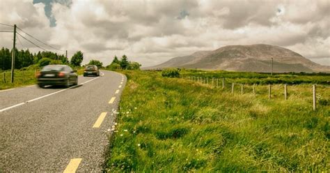 Revealed: the most common type of roadkill on Irish roads – The Irish Times