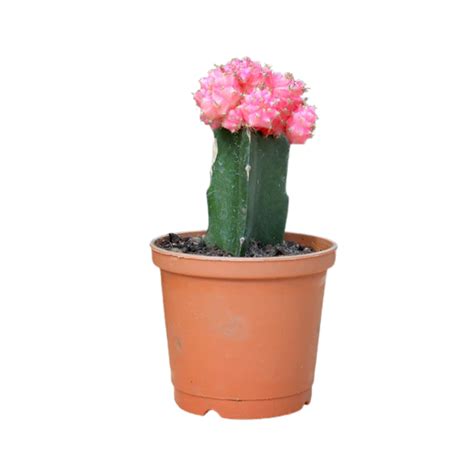 Moon Cactus Pink (Gymnocalycium mihanovichii)- Live Plant (Home & Gard ...
