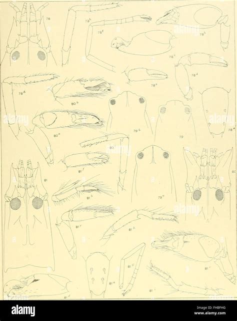 The Decapoda of the Siboga Expedition (1911) provides detailed research on decapod crustaceans ...