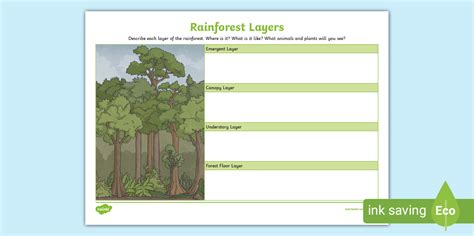 Rainforest Layers Worksheet 的图像结果