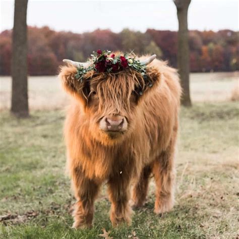 Download Floral Crowned Highland Cow.jpg Wallpaper | Wallpapers.com