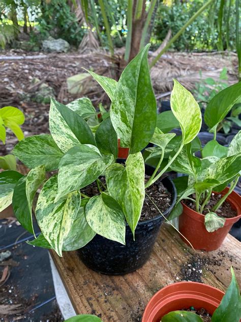 Marble Queen Pothos Devils Ivy Epipremnum Aureum 6 Inch Pot - Etsy