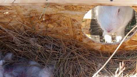 Mini Satin Rabbit Care Tips and Best Practices for Owners - Everbreed