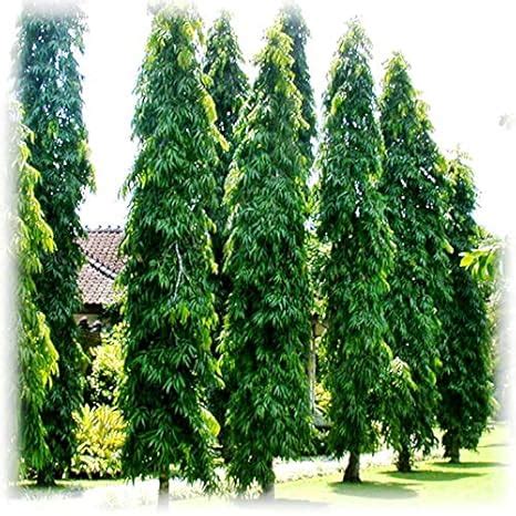 Plantazee Plant House Live Ashok Long Tree Plant, Saraca Asoca Plant ...