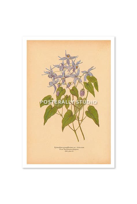 Epimedium Grandiflorum or Barrenwort – Posterally Studio