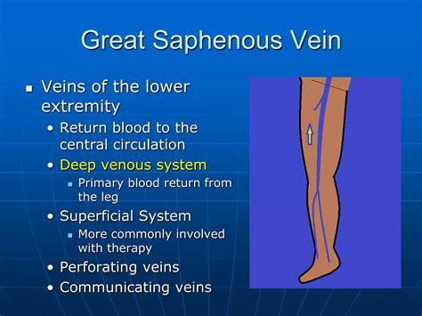 The Great Saphenous Vein | PDF
