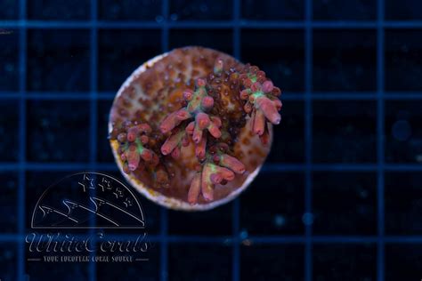 Acropora microclados Strawberry Shortcake (Filter)-SPS1_250920_049