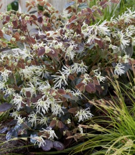 Image result for Ruby Snow