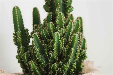Indoor Cactus Plants: Plant Care & Growing Guide