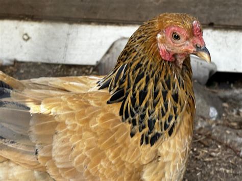 How long do chickens live : r/BackYardChickens