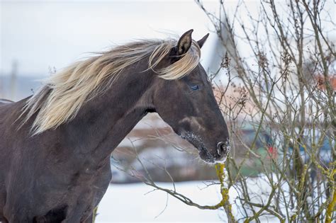 Rocky Mountain Horse Breed Profile