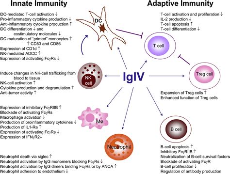 Does Ivig Suppress Immune System - Pregnant Health Tips