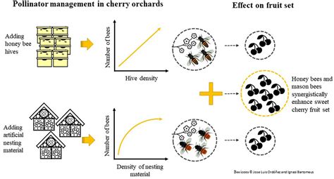 Image result for Genotype Example