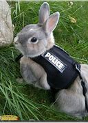 Image result for Cat and Rabbit Mix Breed