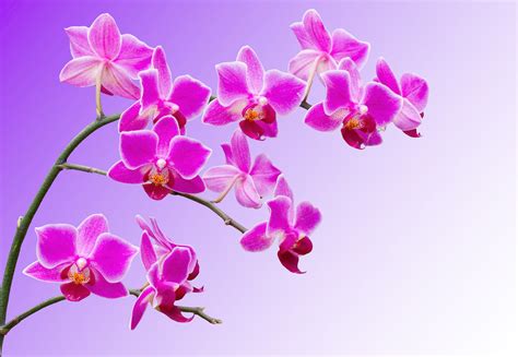 4K, Orchid, Pink color, HD Wallpaper | Rare Gallery
