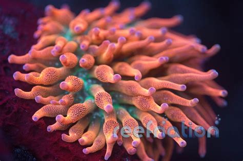 Colorado Sunburst Anemone CSB (TSA Lineage) **Special Sale This Week ...