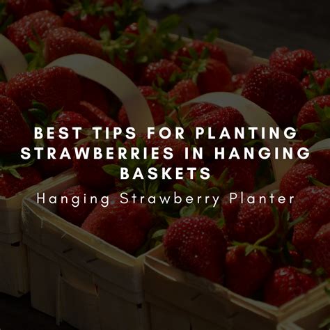 Best Tips for Planting Strawberries in Hanging Baskets - Hanging ...