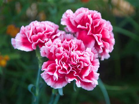 What's Eating My Dianthus Flowers at Joseph Mccauley blog