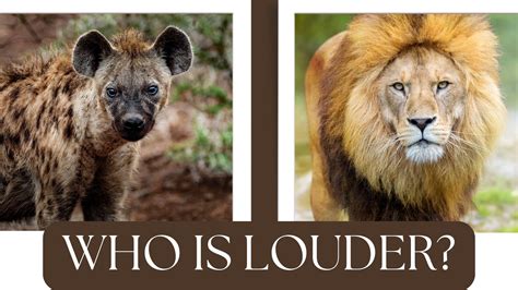 Loudest Animals In The World - The Tiniest Tiger