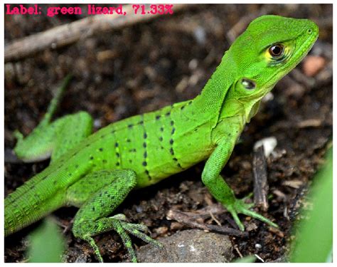 Image result for Deeplizard Deep Learning